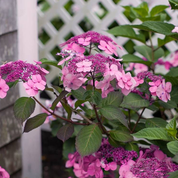 Hydrangea Endless Summer Twist N Shout (Pbr) Hydrangea Endless Summer Twist N Shout (Pbr)