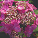 Hydrangea Endless Summer Twist N Shout (Pbr) Hydrangea Endless Summer Twist N Shout (Pbr)