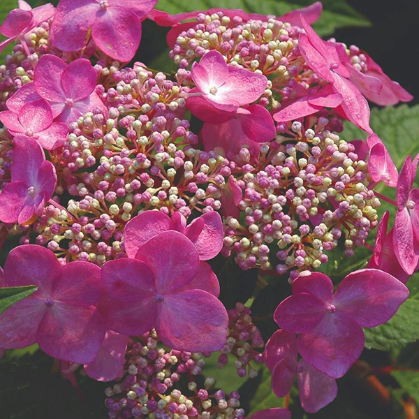 Hydrangea Endless Summer Twist N Shout (Pbr) Hydrangea Endless Summer Twist N Shout (Pbr)