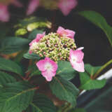 Hydrangea Endless Summer Twist N Shout (Pbr) Hydrangea Endless Summer Twist N Shout (Pbr)