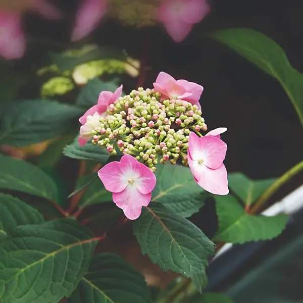 Hydrangea Endless Summer Twist N Shout  (Pbr)