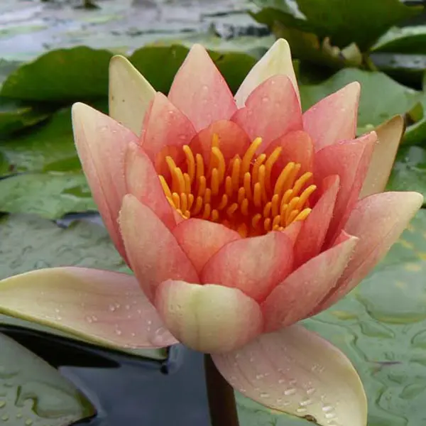 Water Lily David Water Lily David