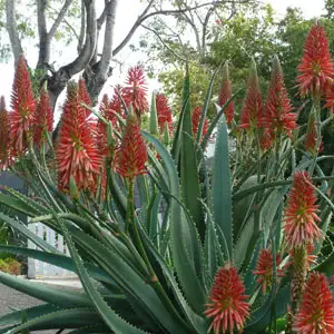 Aloe Super Red Tm 100mm Pot Aloe Super Red Tm 100mm Pot