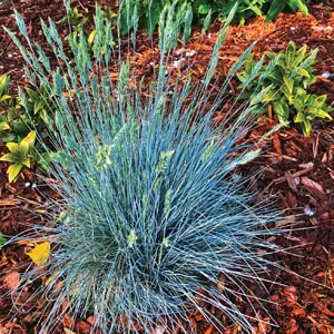Blue Fescue Elijah Blue 50mm Blue Fescue Elijah Blue 50mm