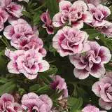 Calibrachoa Minifamous Double Pinktastic Lpocammdp - Garden Express Australia
