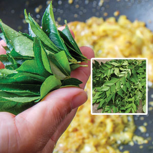 Murraya Curry Leaf Tree Murraya Curry Leaf Tree