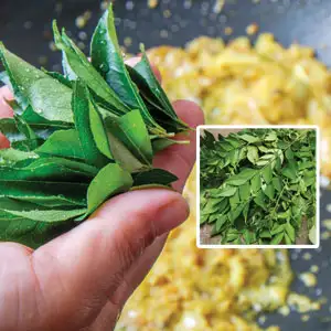 Murraya Curry Leaf Tree Murraya Curry Leaf Tree