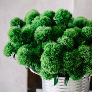 Dianthus Green Trick Dianthus Green Trick