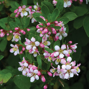 Escallonia Apple Blossom Escallonia Apple Blossom