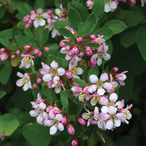 Escallonia Apple Blossom Escallonia Apple Blossom