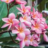 Frangipani Black Jacks Sister Frangipani Black Jacks Sister