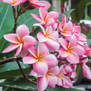 Frangipani Black Jacks Sister Frangipani Black Jacks Sister