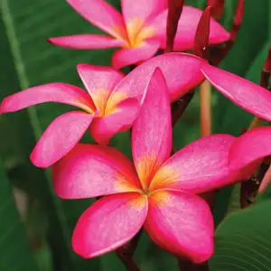Frangipani Darwin Pink Beauty