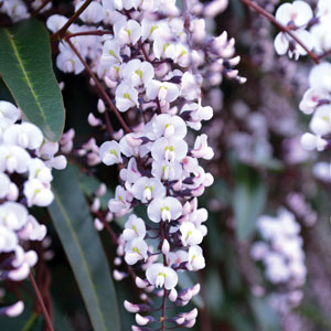 Hardenbergia Free & Easy (pbr) Hardenbergia Free & Easy (pbr)