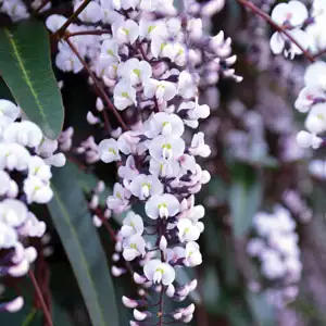 Hardenbergia Free & Easy (pbr) Hardenbergia Free & Easy (pbr)