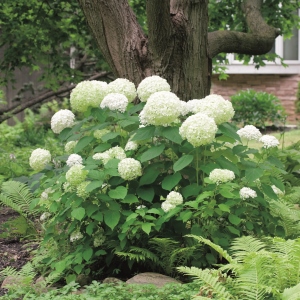 Hydrangea Annabelle 50mm Hydrangea Annabelle 50mm