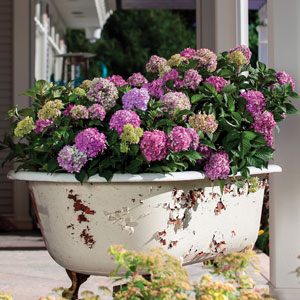 Hydrangea Endless Summer Bloomstruck (pbr) Hydrangea Endless Summer Bloomstruck (pbr)