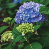 Hydrangea Endless Summer The Original Pplhydesto - Garden Express Australia