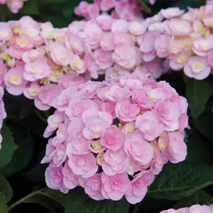 Hydrangea Love (pbr) Hydrangea Love (pbr)
