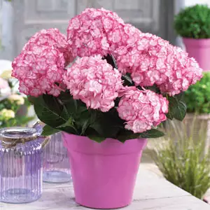 Hydrangea Miss Saori (pbr)