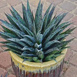 Mangave Pineapple Express Mangave Pineapple Express