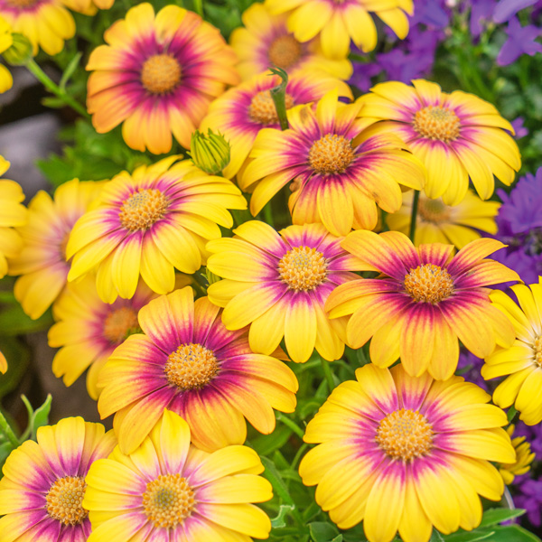 Osteospermum Blushing Beauty Osteospermum Blushing Beauty