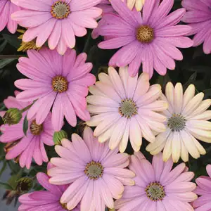 Osteospermum Serenity Sunset Osteospermum Serenity Sunset