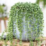 Senecio String Of Pearls Lposensop - Garden Express Australia