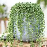 Senecio String Of Pearls Lposensop - Garden Express Australia