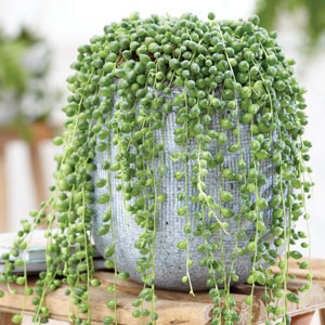 Senecio String Of Pearls Senecio String Of Pearls