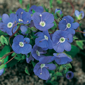 Veronica Oxford Blue Veronica Oxford Blue