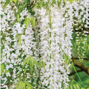 Wisteria Alba- Japanese White Wisteria Alba- Japanese White