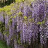 Wisteria Longissima 2019 Pplwislon - Garden Express Australia