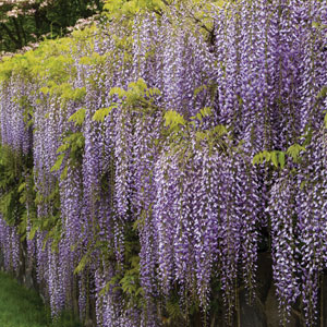 Wisteria Longissima Wisteria Longissima