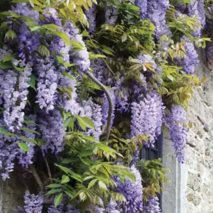 Wisteria Sinensis- Chinese Wisteria Wisteria Sinensis- Chinese Wisteria