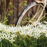 Zephyranthes White Zephyranthes White