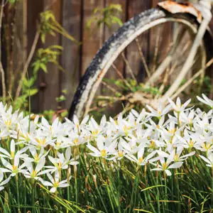 Zephyranthes White Zephyranthes White