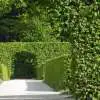 Best Fast-Growing Hedge Plants Bestfastgrowinghedgeplants - Garden Express Australia