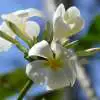 How to Grow Frangipani from a Cutting Howtogrowfrangipani3 - Garden Express Australia