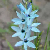 Ixia Amethyst Ixia Amethyst
