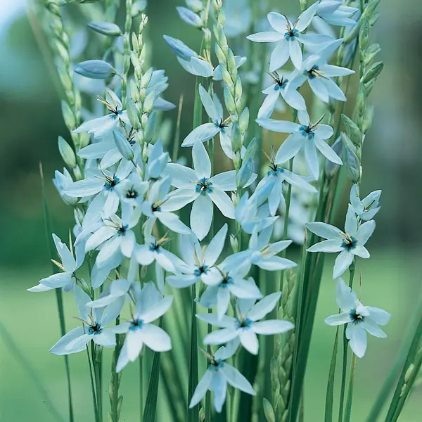 Ixia Amethyst Ixia Amethyst