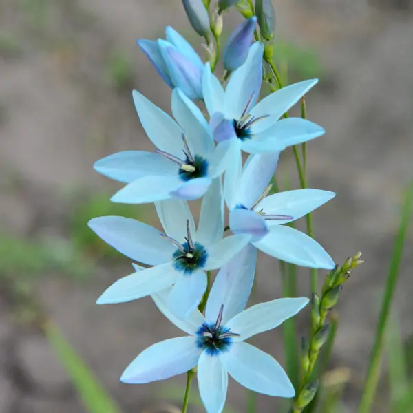 Ixia Amethyst Ixia Amethyst