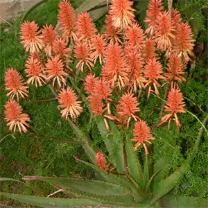 Aloe Apricot Tm Aloe Apricot Tm