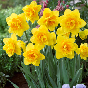 Daffodil Queens Day Daffodil Queens Day