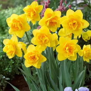 Daffodil Queens Day