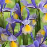 Dutch Iris Miss Saigon