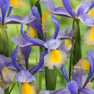 Dutch Iris Miss Saigon Dutch Iris Miss Saigon