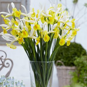Dutch Iris Montecito Dutch Iris Montecito