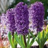 Hyacinth Purple Star