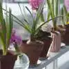 Bulbs, Corms, Rhizomes, Tubers and Stolons: What’s the Difference? Webp Net Resizeimage - Garden Express Australia
